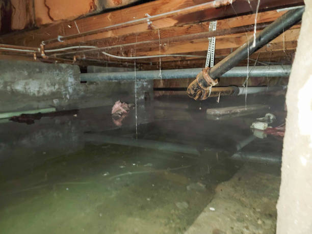 Best Flood damage cleanup  in Garner, IA